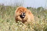 CHOW CHOW 139
